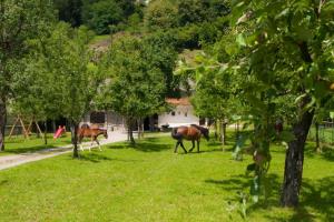 Vinogradništvo Bukovec, foto Zvone Butala
